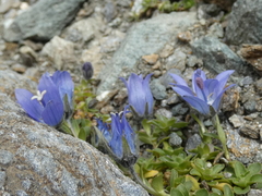 Campanula cenisia