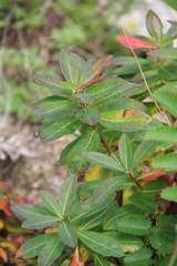Euphorbia hylonoma