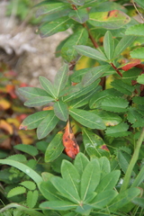 Euphorbia hylonoma