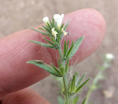 Buglossoides arvensis