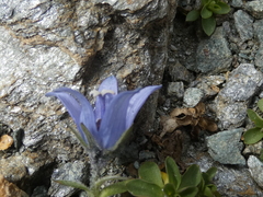 Campanula cenisia