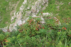 Euphorbia hylonoma