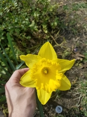 Narcissus