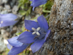 Campanula cenisia