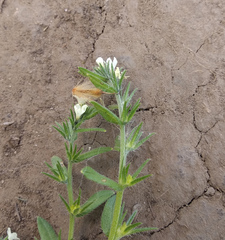 Buglossoides arvensis