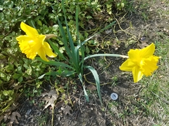 Narcissus