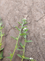 Buglossoides arvensis