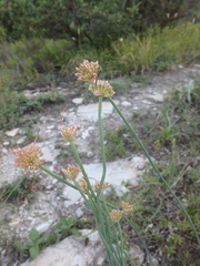 Allium psebaicum