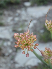 Allium psebaicum