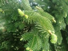 Abies numidica