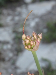 Allium psebaicum