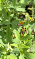 Chauliognathus omissus
