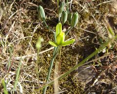 Albuca aurea