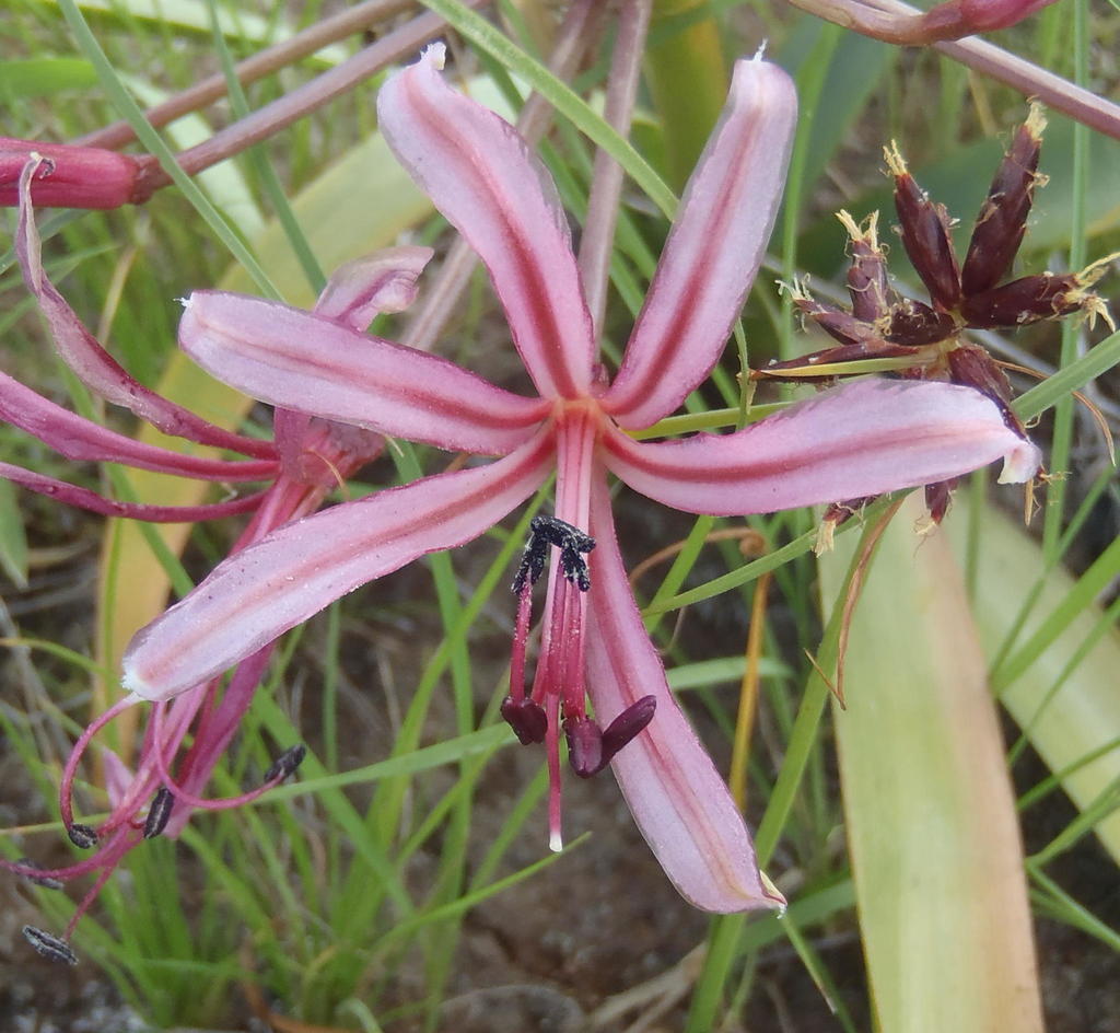 Nerine laticoma, Seven Dams Conservancy