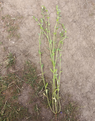 Buglossoides arvensis