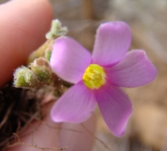 Oxalis imbricata violacea