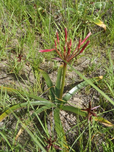 Nerine laticoma