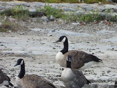 Branta canadensis