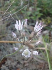 Allium moschatum