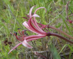 Nerine laticoma