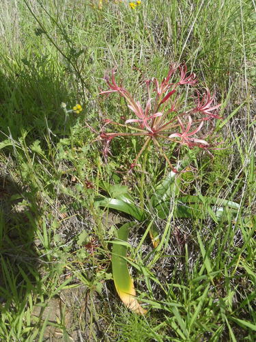Nerine laticoma