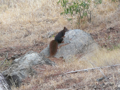 Sciurus vulgaris