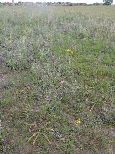 Nerine laticoma