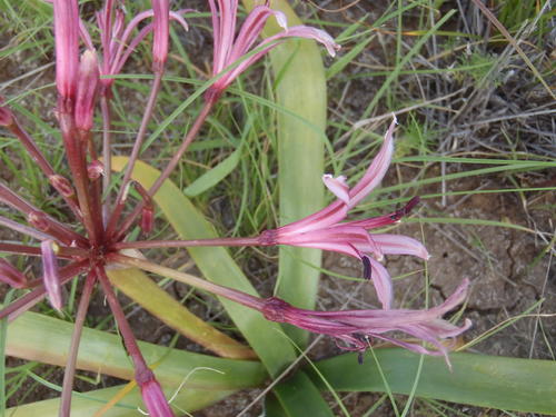 Nerine laticoma