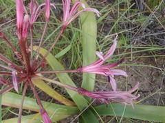 Nerine laticoma