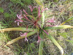Nerine laticoma