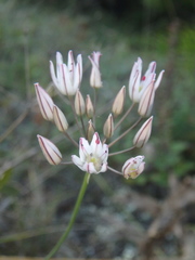 Allium moschatum