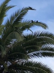 Psittacara erythrogenys