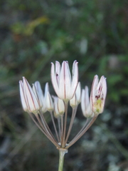 Allium moschatum