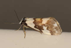 Philenora irregularis