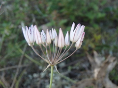 Allium moschatum