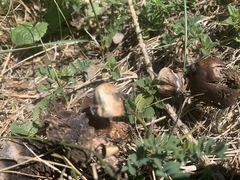 Geastrum