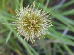 Cyperus alatus