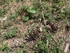 Geastrum