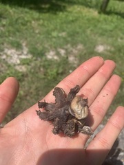 Geastrum