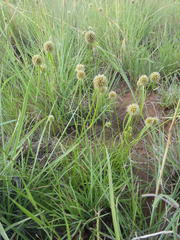 Cyperus alatus