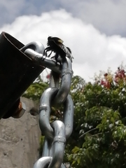 Mallophora leschenaulti