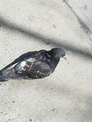 Columba livia domestica