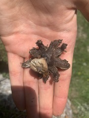 Geastrum