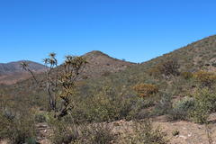 Aloidendron ramosissimum