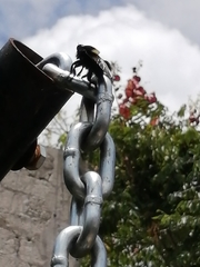 Mallophora leschenaulti