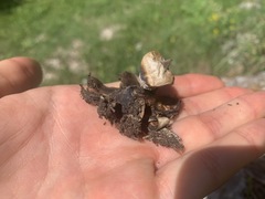 Geastrum