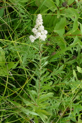 Spiraea alba alba