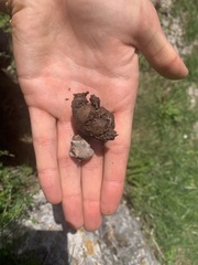 Geastrum