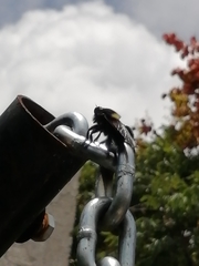 Mallophora leschenaulti