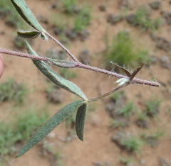 Argyrolobium pauciflorum